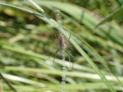 Argiope bruennichi