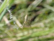 Argiope bruennichi