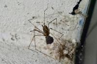 Holocnemus pluchei