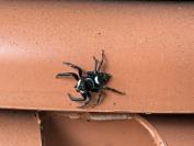 Hasarius adansoni