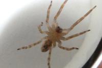 Zoropsis spinimana