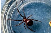Steatoda grossa