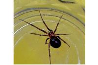 Steatoda grossa