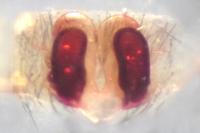 Cicurina cicur