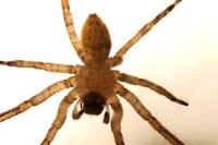 Zoropsis spinimana