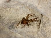 Metellina merianae