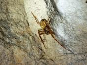 Metellina merianae