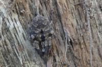 Zoropsis spinimana
