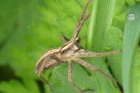 Pisaura mirabilis