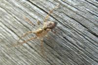 Anyphaena