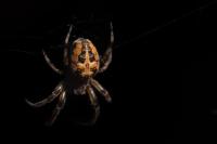 Larinioides