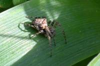 Gibbaranea bituberculata