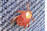 Dermacentor reticulatus