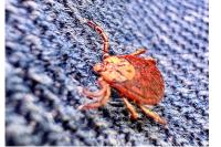 Dermacentor reticulatus