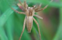 Pisaura mirabilis