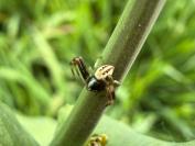 Misumena vatia