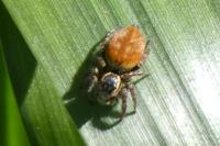 Carrhotus xanthogramma