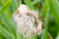 Larinioides cornutus