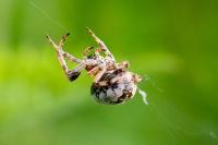 Larinioides cornutus