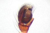 Salticus zebraneus