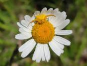 Thomisus onustus