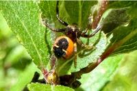 Synema globosum