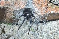 Segestria florentina