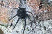 Segestria florentina