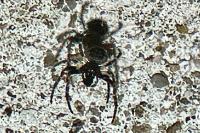 Nuctenea umbratica