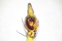 Oxyopes lineatus