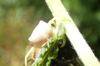 Thomisus onustus