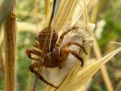 Xysticus