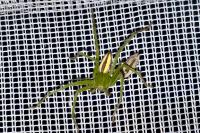 Micrommata virescens