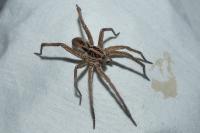 Hogna radiata