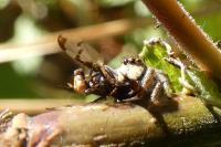 Carrhotus xanthogramma