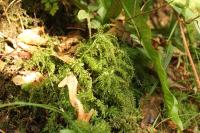 Plagiomnium undulatum