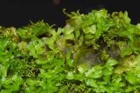 Apopellia endiviifolia