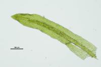 Gymnostomum calcareum