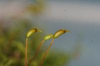 Rhynchostegium confertum