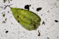 Rhynchostegium confertum