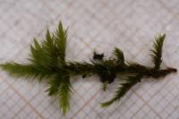 Homalothecium sericeum
