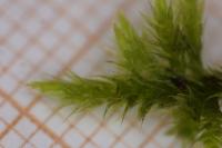 Homalothecium sericeum