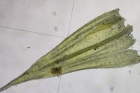 Homalothecium sericeum