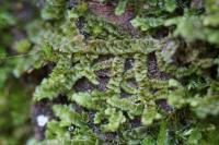 Radula complanata
