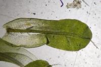 Syntrichia montana