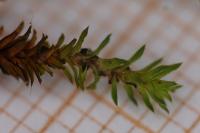 Syntrichia montana