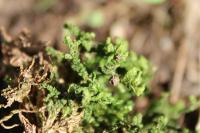 Porella platyphylla
