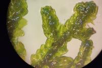Porella platyphylla