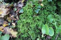 Thamnobryum alopecurum