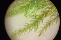 Thamnobryum alopecurum